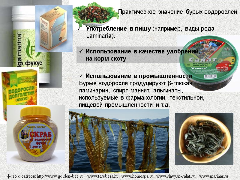 Практическое значение бурых водорослей Употребление в пищу (например, виды рода Laminaria).  Использование в